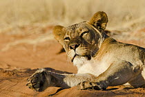 African Lion (Panthera leo) female waking up, Kgalagadi Transfrontier Park, Botswana