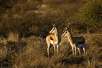 Springbok (Antidorcas marsupialis) pair in Kalahari landscape, Kgalagadi Transfrontier Park, Botswana