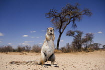 Cape Ground Squirrel (Xerus inauris) standing upright in Kalahari landscape, Kgalagadi Transfrontier Park, Botswana