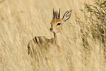 Steenbok (Raphicerus campestris) male in dry, yellow grass, Kgalagadi Transfrontier Park, Botswana