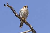 Red-necked Falcon (Falco chicquera), Kgalagadi Transfrontier Park, Botswana