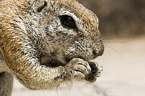 Cape Ground Squirrel (Xerus inauris) feeding, Kgalagadi Transfrontier Park, Botswana