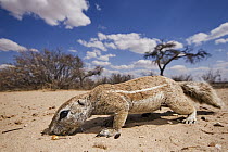 Cape Ground Squirrel (Xerus inauris) foraging in Kalahari landscape, Kgalagadi Transfrontier Park, Botswana