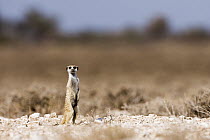 Meerkat (Suricata suricatta) on the lookout in Kalahari, Kgalagadi Transfrontier Park, Botswana