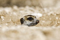 Meerkat (Suricata suricatta) sticking its head out of its burrow, Kgalagadi Transfrontier Park, Botswana