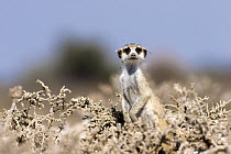 Meerkat (Suricata suricatta) disturbed during foraging, Kgalagadi Transfrontier Park, Botswana