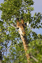 Southern Giraffe (Giraffa giraffa) head and neck sticking out from a bush, Mokolodi Nature Reserve, Botswana