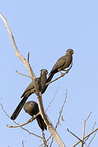 Grey Go-away-bird (Corythaixoides concolor) trio, Gaborone Game Reserve, Botswana