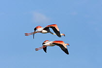 Greater Flamingo (Phoenicopterus ruber) pair flying, Gaborone Game Reserve, Botswana