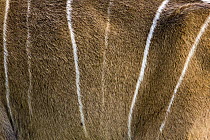 Greater Kudu (Tragelaphus strepsiceros) skin of a female, Gaborone Game Reserve, Botswana