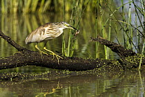 Squacco Heron (Ardeola ralloides) with frog in its bill, Gaborone Game Reserve, Botswana
