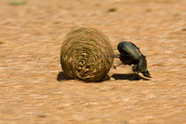 Dung Beetle (Kheper aegyptiorum) rolling a dung ball, Gaborone Game Reserve, Botswana