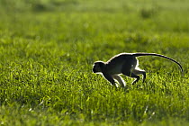 Black-faced Vervet Monkey (Cercopithecus aethiops) running through grass, Gaborone Game Reserve, Botswana