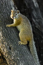 Smith's Bush Squirrel (Paraxerus cepapi) climbing a tree, Gaborone Game Reserve, Botswana