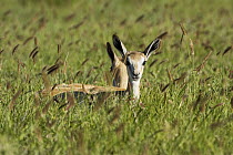 Springbok (Antidorcas marsupialis) young lying in the grass, Khama Rhino Sanctuary, Serowe, Botswana