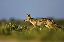 Black-backed Jackal (Canis mesomelas) running, Deception Valley, Central Kalahari Game Reserve, Botswana