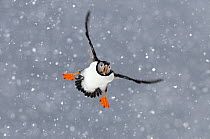 Atlantic Puffin (Fratercula arctica) flying in heavy snowfall, Norway