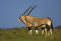 Gemsbok (Oryx gazella) pair, Deception Valley, Central Kalahari Game Reserve, Botswana