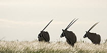 Gemsbok (Oryx gazella) trio foraging in high Kalahari grass, Deception Valley, Central Kalahari Game Reserve, Botswana