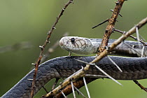Cobra (Naja sp), Deception Valley, Central Kalahari Game Reserve, Botswana
