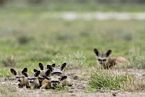 Bat-eared Fox (Otocyon megalotis) young lying near burrow with the mother in the background, Deception Valley, Central Kalahari Game Reserve, Botswana