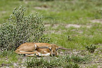 Springbok (Antidorcas marsupialis) fawn trying to hide, Lethiau Valley, Central Kalahari Game Reserve, Botswana