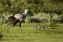 Secretary Bird (Sagittarius serpentarius) walking, Lethiau Valley, Central Kalahari Game Reserve, Botswana
