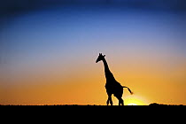 Southern Giraffe (Giraffa giraffa) silhouetted against the setting sun, Lethiau Valley, Central Kalahari Game Reserve, Botswana