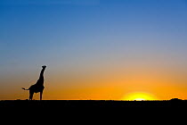 Southern Giraffe (Giraffa giraffa) silhouetted against the setting sun, Lethiau Valley, Central Kalahari Game Reserve, Botswana