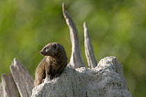 Dwarf Mongoose (Helogale parvula) on termite mound, Moremi Game Reserve, Okavango Delta, Botswana