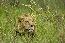 African Lion (Panthera leo) male lying in high grass, Moremi Game Reserve, Okavango Delta, Botswana