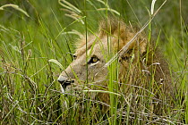 African Lion (Panthera leo) lying in high grass, Moremi Game Reserve, Okavango Delta, Botswana