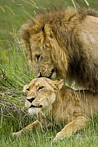 African Lion (Panthera leo) pair copulating, Moremi Game Reserve, Okavango Delta, Botswana