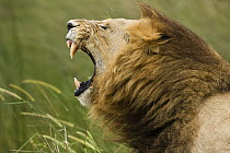 African Lion (Panthera leo) male roaring, Moremi Game Reserve, Okavango Delta, Botswana