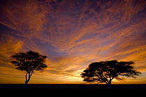 Sunrise over Deception Valley with silhouetted trees, Deception Valley, Central Kalahari Game Reserve, Botswana