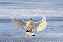 Whooper Swan (Cygnus cygnus) landing on the ice, Hokkaido, Japan