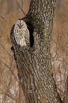 Ural Owl (Strix uralensis) on the lookout from nest cavity, Hokkaido, Japan