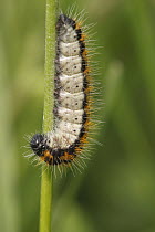 Black-veined White (Aporia crataegi) caterpillar, Saint-Jory-las-Bloux, Dordogne, France
