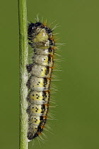 Black-veined White (Aporia crataegi) caterpillar, Saint-Jory-las-Bloux, Dordogne, France