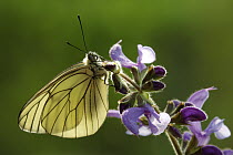 Black-veined White (Aporia crataegi) butterfly on Meadow Clary (Salvia pratensis), Hoogeloon, Netherlands