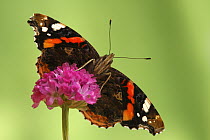 Red Admiral (Vanessa atalanta), Hoogeloon, Netherlands. Sequence 13 of 14