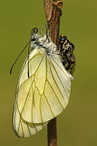 Black-veined White (Aporia crataegi) metamorphosis sequence, Hoogeloon, Netherlands. Sequence 14 of 15