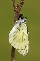 Black-veined White (Aporia crataegi) metamorphosis sequence, Hoogeloon, Netherlands. Sequence 15 of 15