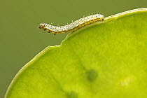 Orange Tip (Anthocharis cardamines) caterpillar, Hoogeloon, Netherlands