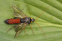 Giant Wood Wasp (Urocerus gigas) male on leaf, Hoogeloon, Netherlands