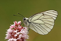 Black-veined White (Aporia crataegi) butterfly, Eifel, Germany