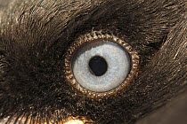 Eurasian Jackdaw (Corvus monedula), eye of chick, Hoogeloon, Netherlands