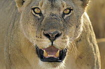 African Lion (Panthera leo) female, Serengeti National Park, Tanzania