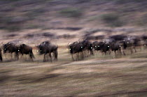 Blue Wildebeest (Connochaetes taurinus) herd migrating in early morning, Serengeti National Park, Tanzania