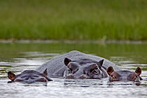 Hippopotamus (Hippopotamus amphibius) trio in the water, Moremi Game Reserve, Okavango Delta, Botswana